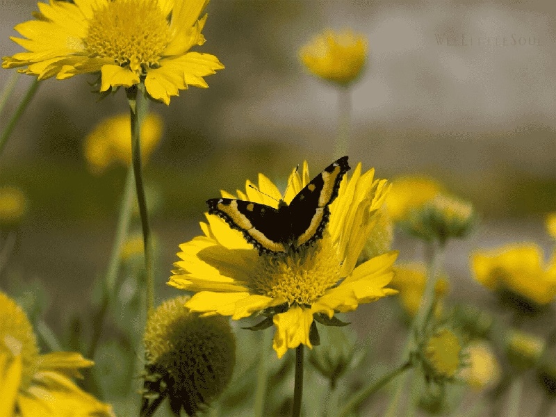 试管养囊费（人血白蛋白 试管腹水）