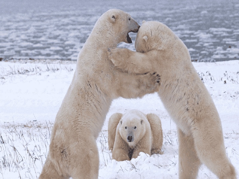 试管套餐上海妇幼（人授or试管）